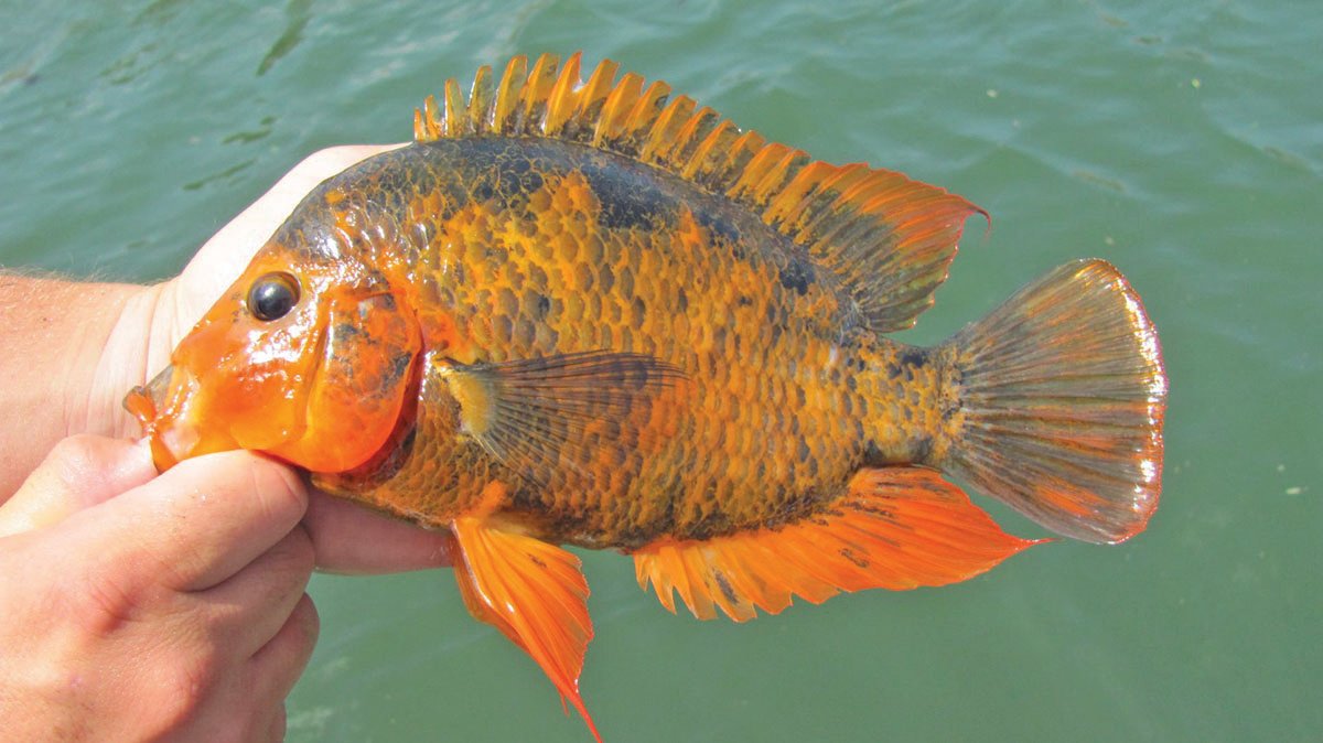This is a photo of an invasive fish named midas cichlid.